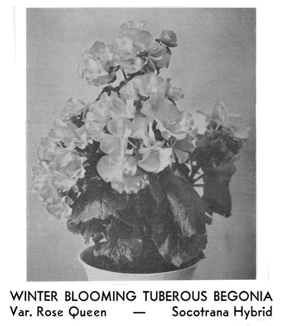 B. ‘Rose Queen’
